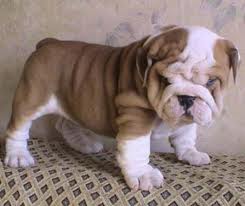 vaccinated and registered english bulldog puppy now for adoption . just come back for details