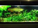 AROWANAS AT VERY CHEAP PRICES