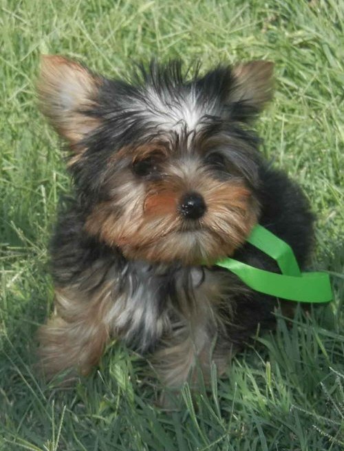 nice good lookin yorkie pup for a new family