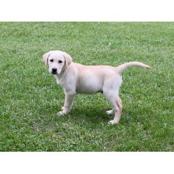 Beautiful Labrador Retriever puppy looking for a good home for free adoption