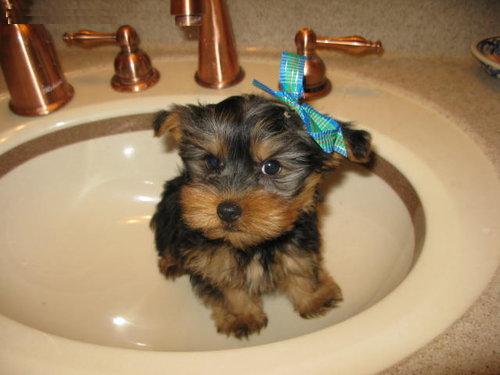 Tea-Cup Yorkie Puppies For Adoption....lizzy_cardo72@yahoo.com