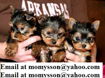 Fabulous male and female Yorkie puppies Contact  us at momysson@yahoo.com