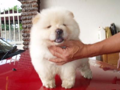 Two gorgeous chow chow puppies remaining for adoption, Male and Female. They come with full AKC Regi