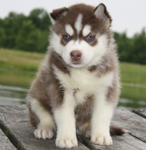 Siberian Husky Puppies For Adoption.