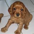 cocker spaniel puppy available now