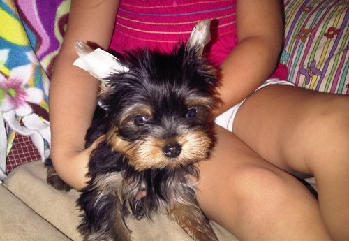 Pure breed Yorkie (frankywhite28@yahoo.com)