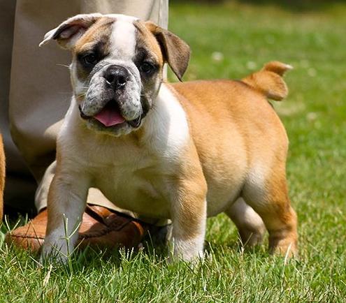 nice cute looking english bull dog ready for new relocation