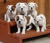 adorable english bulldog puppies ready to go