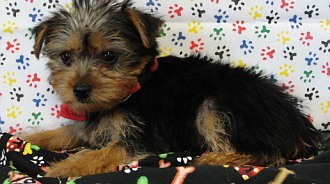 beutifull yorkie for free adoption