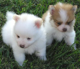 Pomeranian Puppies For Adoption