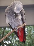 well tamed and lovely african gray parrots for an adorable home