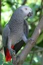 good looking african gray parrots for adoption