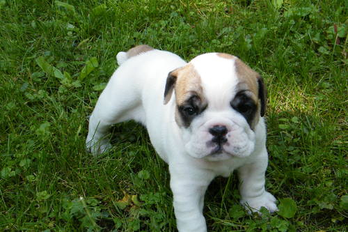 REG. English Bulldog Puppies (Price Reduced)