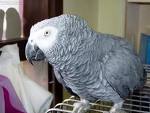 georgous and terrify african gray parrots for adoption