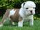 BULLDOG FOR FREE ADOPTION NOW DONT MISS THIS OPPOTUNITY EMAIL BASKET.MORE@YAHOO.COM FOR MORE INFOMAT