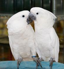 Cute Pair  talking  umbrella cockatoo parrots for adoption