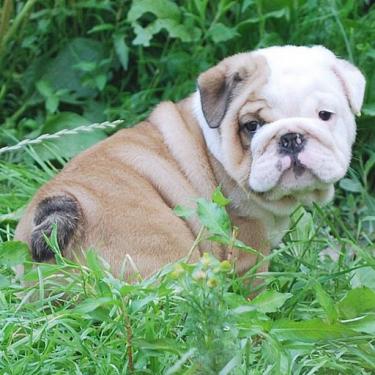 English Bulldog Puppies Now