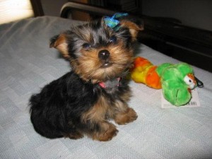 Tea-Cup Yorkie Puppies For Adoption....lizzy_cardo72@yahoo.com