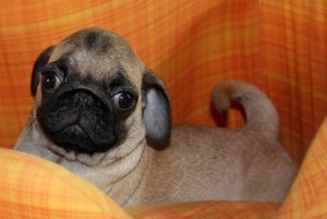 akc pug puppies for sale