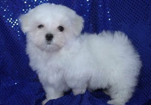 Vet checked male and female maltese puppies.