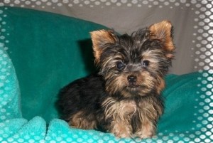 Beautiful Yorkshire Terrier puppies.