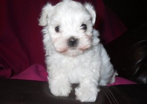 Adorable Potty Trained Male And Female Maltese Puppies For sale