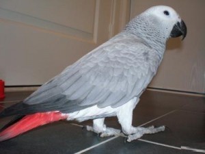 talking african grey parrot for rehoming