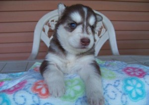 Lovely Looking Siberian Husky Puppies For Adoption