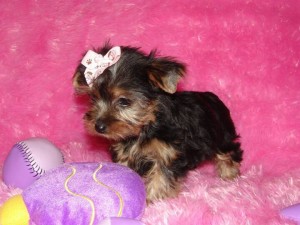 cute and carring york shier terrier puppies for good and love home(frankywhite28@yahoo.com)