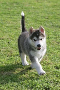 A MALE AND FEMALE ALASKAN MALAMUTE PUPPIES FOR ADOPTION