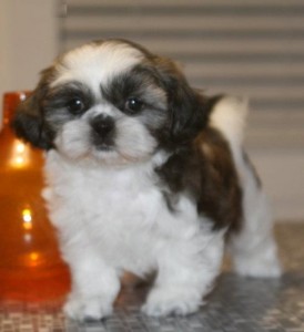 Tea Cup shih tzu for Adoption