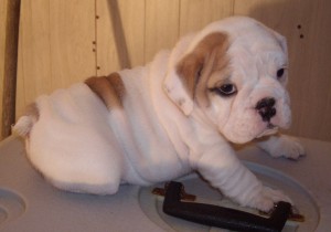 LOVELY PURE BREED ENGLISH BULLDOG PUPPIES FOR FREE ADOPTION