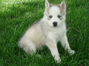 siberian husky puppies ready for you