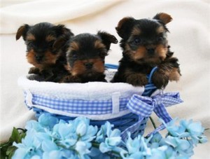 THREE LOVELY YORKIE PUPPIES READY TO GO NOW