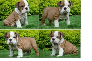 AKC English BullDog Puppies For Adoption