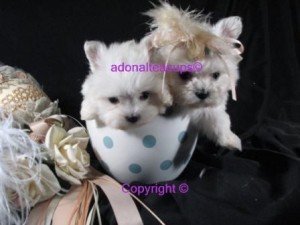 TOP QUALITY TEACUP MALTESE PUPPIES FOR ADOPTION