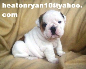 AKC English Bulldog Puppies for adoption (heatonryan10@yahoo.com)