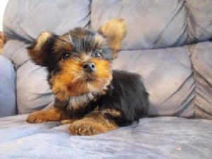 TWO LOVELY  YoRKIE PUPPIES READY  TO GO NOW