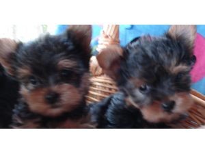 sweet lovely Tea Cup Yorkie puppies waiting for a new family