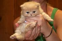 Lovely persian Kittens Babies for ...