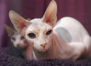 Super Sphynx Kittens Available