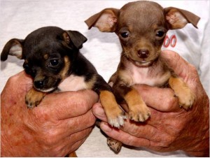 TeaCup Size Chihuahua Puppies Available