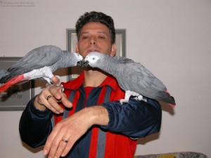 African Grey parrots for homes that Talk