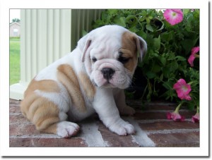 Charming English bull puppies for lovely