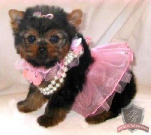 Healthy Teacup Yorkie Puppies