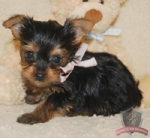 Adorable Teacup Yorkie Puppies