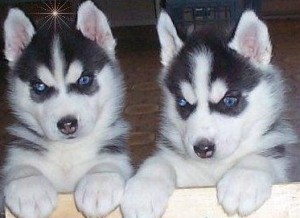 MALE AND FEMALE siberian husky  EMAIL me via===== poaulina.thomson@yahoo.com