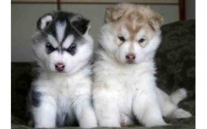 cute MALE AND FEMALE siberian husky  EMAIL me via===== poaulina.thomson@yahoo.com