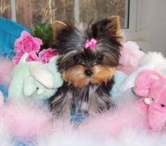 cute and adorable Teacup Yorkie puppies for adoption