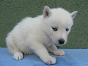 siberian husky puppies